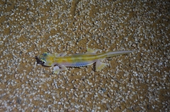 Pachydactylus rangei