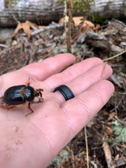 Pleocoma dubitabilis dubitabilis