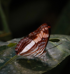 Adelpha capucinus capucinus