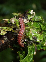 Nearctodesmidae