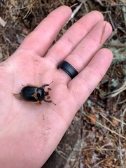 Pleocoma dubitabilis dubitabilis