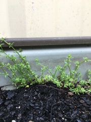 Crassula decumbens