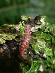 Nearctodesmidae