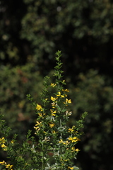 Genista