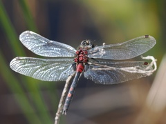 Leucorrhinia dubia