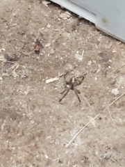 Latrodectus hesperus