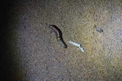 Pandesma robusta