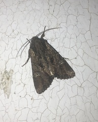 Mniotype occidentalis