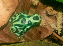 Dendrobates auratus