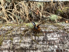 Pleocoma dubitabilis dubitabilis