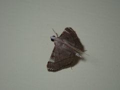 Cangetta hartoghialis