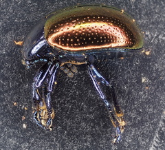 Chrysolina auripennis