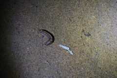 Pandesma robusta