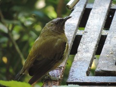 Anthornis melanura melanura
