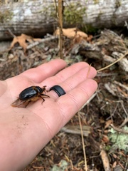 Pleocoma dubitabilis dubitabilis