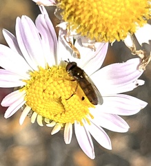 Melanostoma mellinum