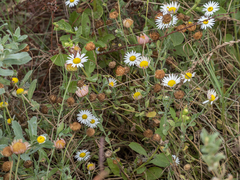 Aphanostephus skirrhobasis