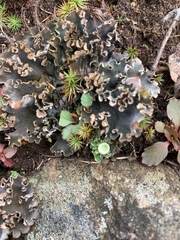 Peltigera rufescens
