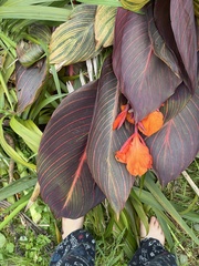 Canna indica