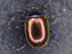 Chrysolina auripennis