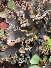 Peltigera rufescens
