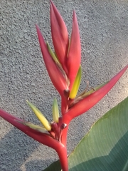 Heliconia subulata