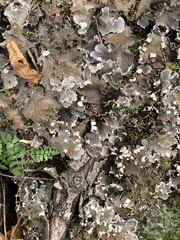 Peltigera evansiana