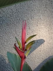 Heliconia subulata