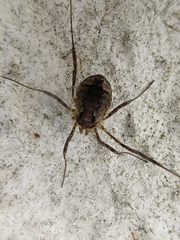 Oligolophus hanseni