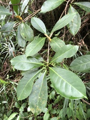 Fagraea berteroana