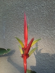 Heliconia subulata