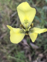 Moraea bellendenii