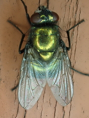 Neomyia cornicina