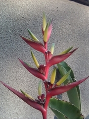 Heliconia subulata