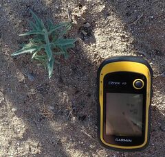 Bebbia juncea aspera