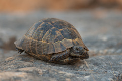 Testudo graeca