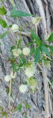 Clematis montevidensis