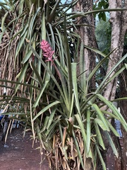 Aechmea distichantha