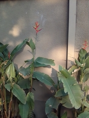 Heliconia subulata