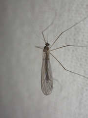 Trichocera