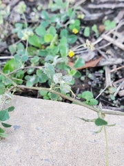 Erysiphe pisi