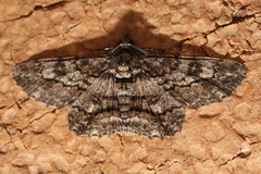 Cleora displicata