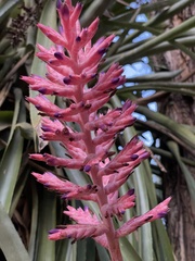 Aechmea distichantha