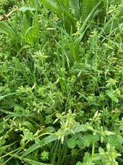 Cerastium glomeratum