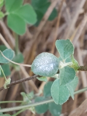 Erysiphe pisi