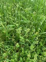 Cerastium glomeratum