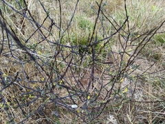 Sisymbrium officinale