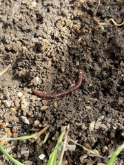 Eisenia fetida