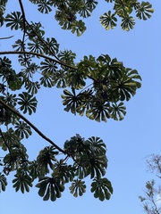 Cecropia pachystachya