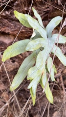 Phlebodium pseudoaureum